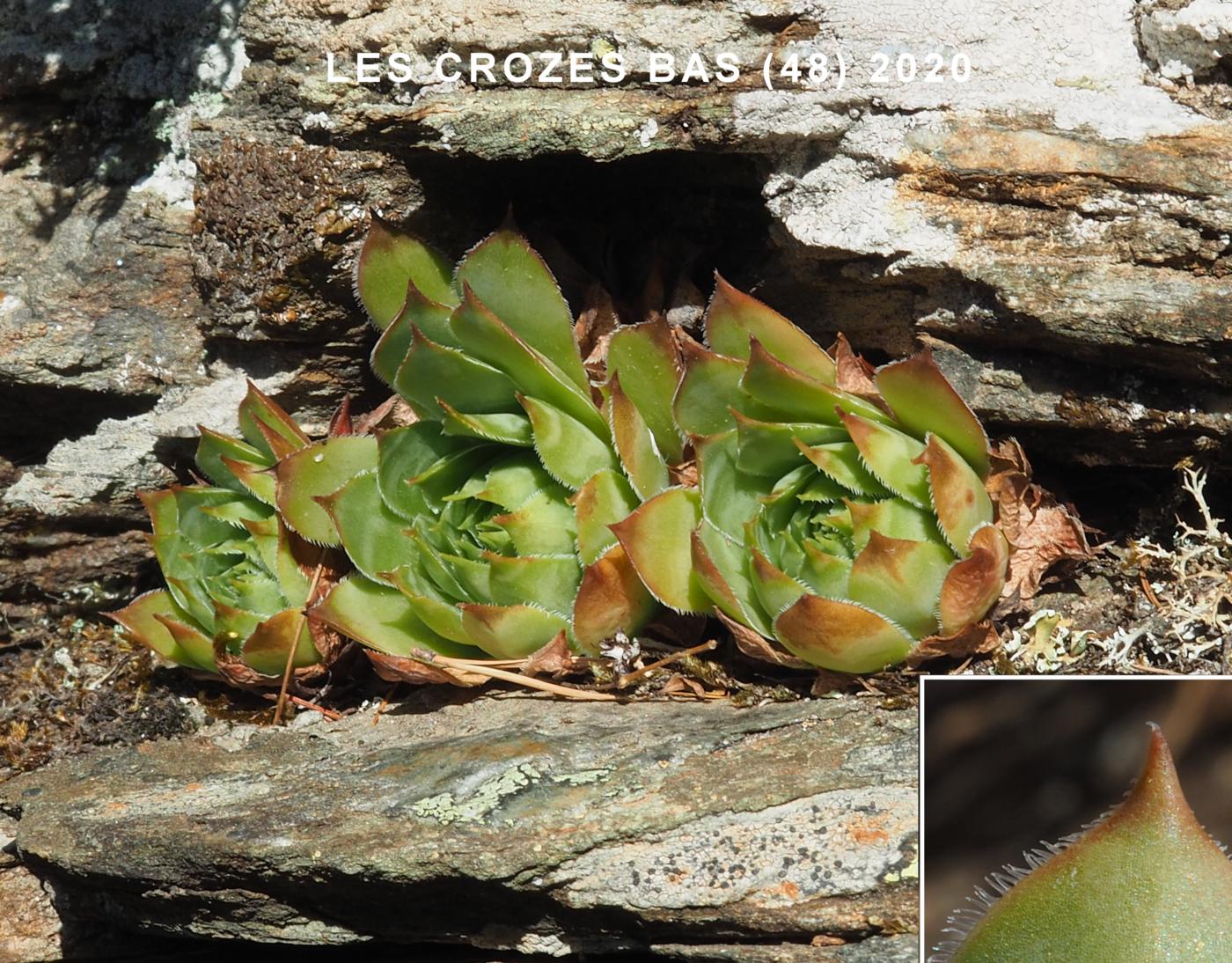 Houseleek, Common leaf